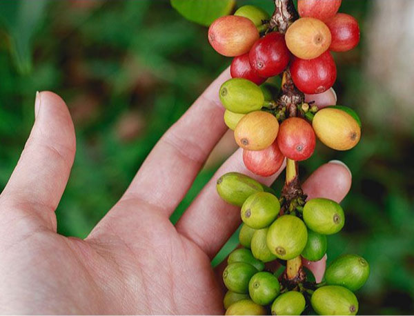 Coffee plant