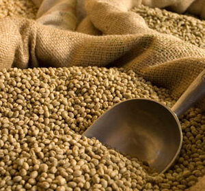GREEN: India Monsoon Malabar AA (1kg - 5kg)